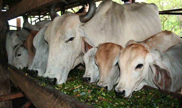 Archivo / La Opinión