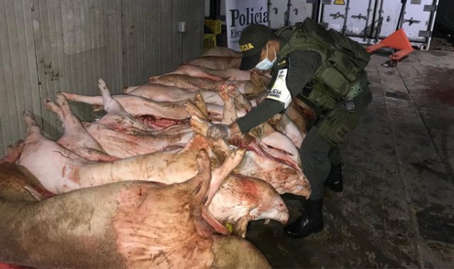 Fueron hallados e incautados nueve porcinos, equivalentes a 889 kilos del alimento. Cortesía