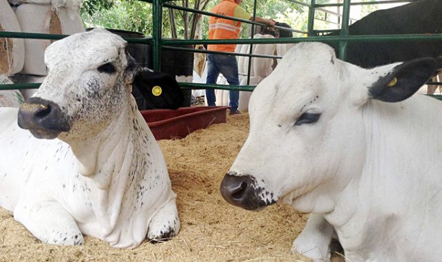 El gremio ganadero indicó que están propiciando un apoyo para generar un plan de vacunación en Venezuela. Archivo