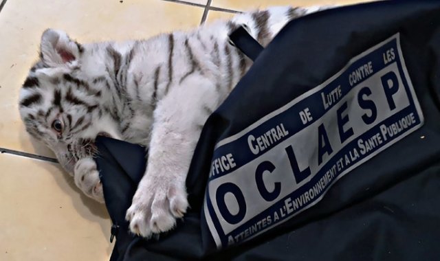 El cachorro de tigre blanco, ahora bautizado Hermes, fue llevado al zoológico de Barben, en el sureste de Francia. AFP
