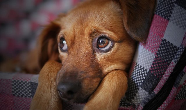 Pixabay / Referencial