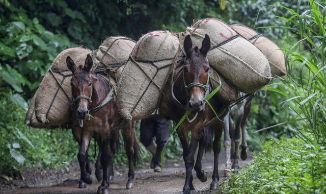 Mientras en Brasil las cosechas se movilizan en vehículos de 12 ruedas, en veredas cafeteras de Colombia aún se utilizan animales para transportar el café. Archivo