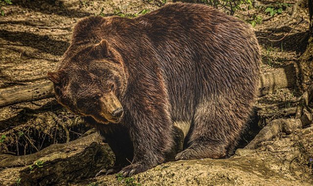 Pixabay / Referencial