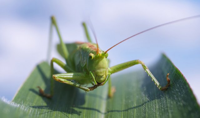 Pixabay / Referencial