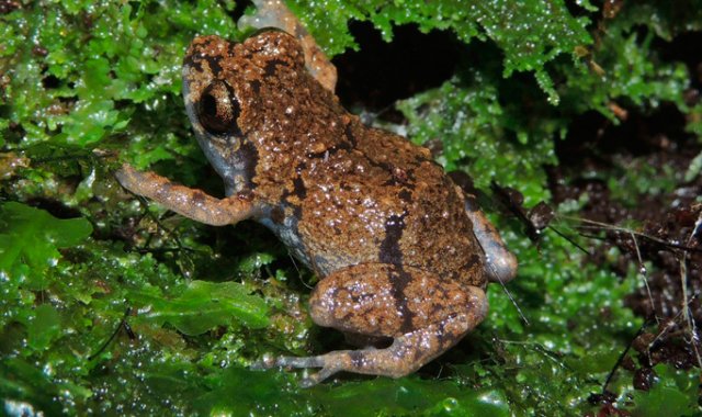 La especie fue bautizada con el nombre científico Diasporus amirae. EFE