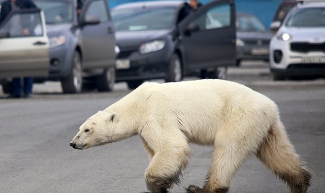 Un oso polar hambriento fue localizado en las afueras de la ciudad industrial de Norilsk, en el Ártico Ruso, cuando estaba buscando comida entre la basura. AFP