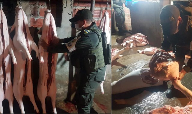 Los mataderos clandestinos no cuentan con instalaciones necesarias para este tipo de actividad, lo que podría generar posibles contaminaciones en la carne, recordó la Policía. Policía Nacional