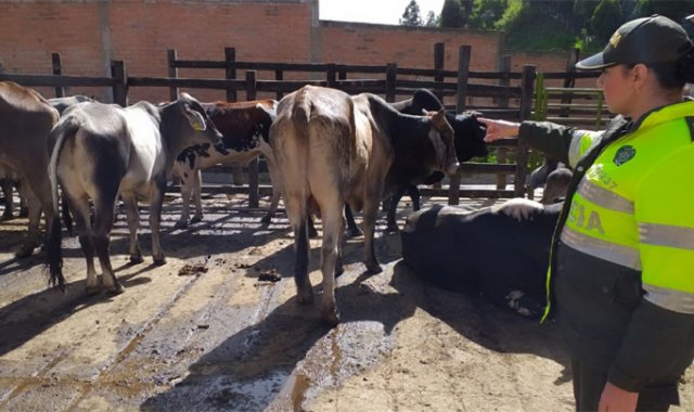 En el lugar había siete bovinos venezolanos y nueve caballos nacionales que no tenían los controles sanitarios. Policía Nacional