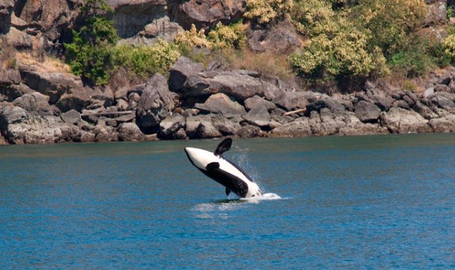 Una petición en el sitio internauta exchange.org reclamando la liberación de estos animales contó con más de 1,5 millones de firmas, incluso de celebridades como el actor estadounidense Leonardo DiCaprio. Pixabay