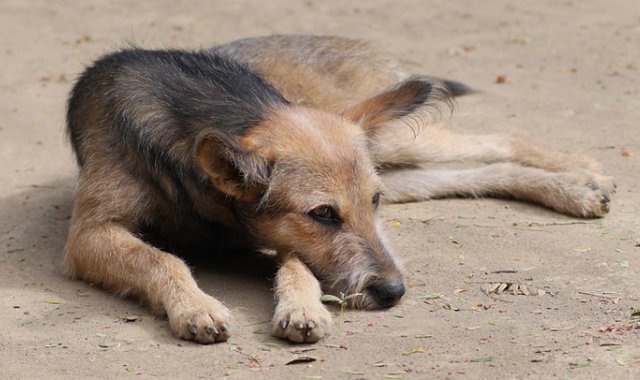 Pixabay / Referencial