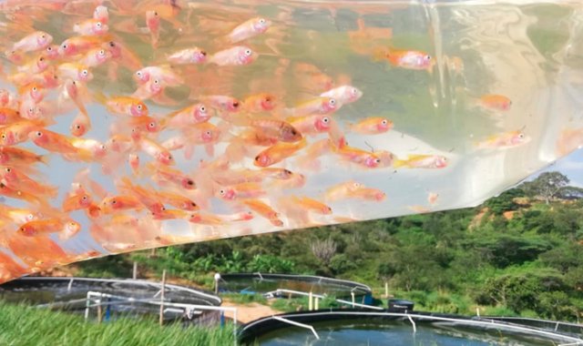 Luis Alfredo Estévez