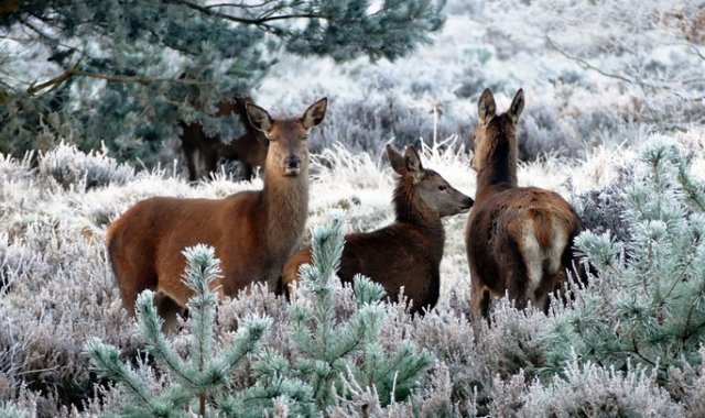 Pixabay / Referencial