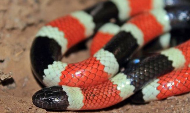 Universidad Nacional de Colombia
