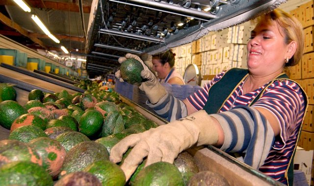La alta demanda de productos como el limón y el aguacate hass se explica especialmente por las recetas de lujo que requieren de frutas típicas producidas en Colombia para venderse en Estados Unidos y Medio Oriente. Archivo
