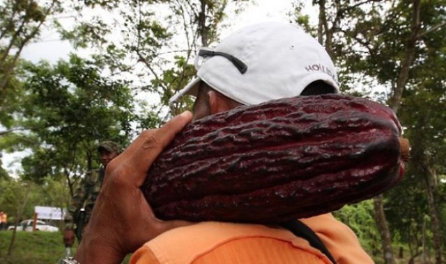 El producto se empezará aplicar a partir de la próxima semana en Norte de Santander. 
 Archivo