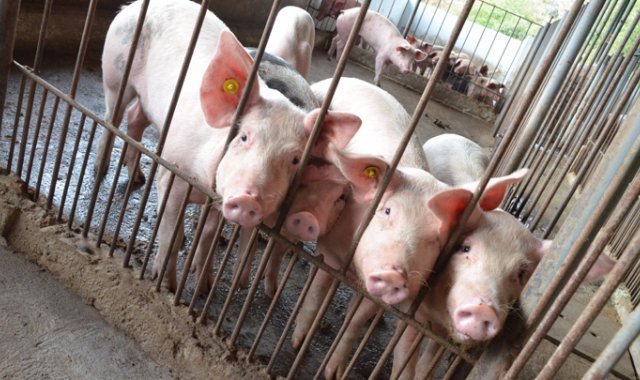 Finalmente, el ministro Valencia Pinzón afirmó que también está el interés de lograr la admisibilidad al mercado de China con carne porcina, y otros productos.  Archivo