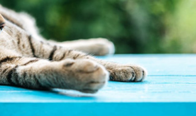 El hombre también fue multado con 40.000 ringgit (9.700 dólares). Freepik.es