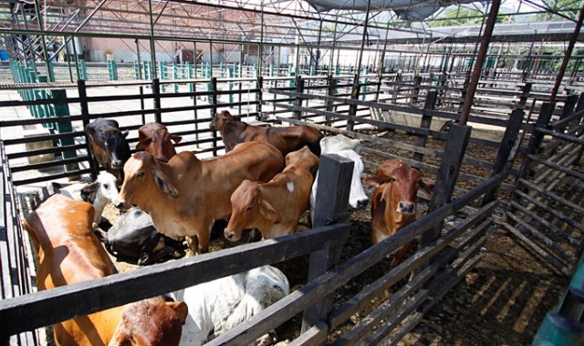 El cierre de plantas de autoconsumo beneficiaba de forma indirecta al contrabando y a los mataderos ilegales, el decreto buscará solucionar este problema. Archivo