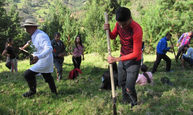 Se plantaron alrededor de 20 especies propias de la región de alta montaña que cumplen la función de retención y protección del recurso hídrico. Roberto Ospino