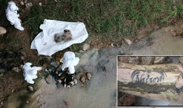 El cuerpo estaba desmembrado y envuelto dentro de un costal. Los restos permanecen en Medicina Legal. Laura Serrano