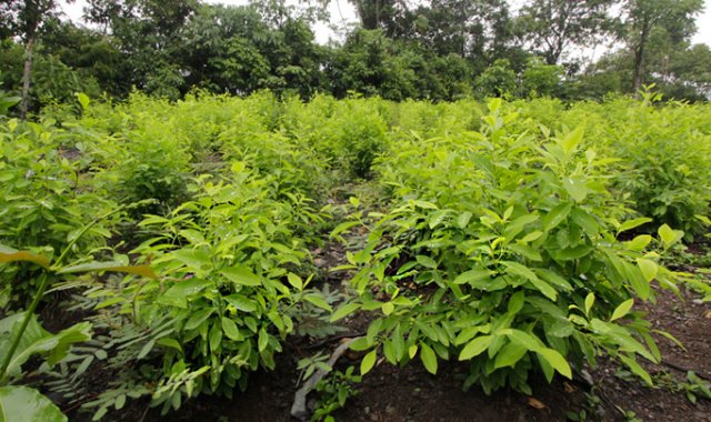 “Es muy raro que esas personas que vienen de México anden de turismo por esta región, donde se escucha mucho de los carteles de Sinaloa y Jalisco Nueva Generación, por eso se decidió conducirlos a Cúcuta y dejarlos a disposición de Migración Colombia”, manifestó una fuente judicial. Archivo La Opinión