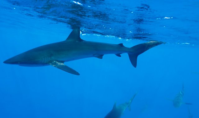 Los tiburones son animales encargados de eliminar las especies enfermas y débiles del ecosistema marino. Colprensa