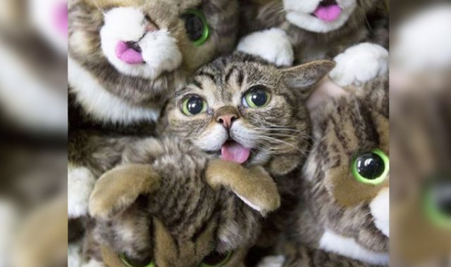 @iamlilbub