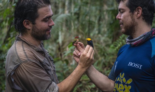 La pasión de Diego Calderón son las aves. Lleva más de 20 años dedicado a ellas y ha sido uno de los principales organizadores del Global Big Day en Colombia, evento en que el país es el campeón.  Foto: Federico Ríos Escobar.