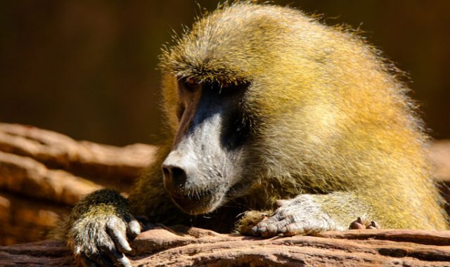 Imagen Babuino de referencia. Pixabay