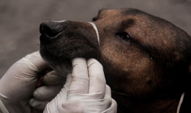 Una persona con discapacidad mental que requiere la compañía de su perro de asistencia está en iguales condiciones que un invidente. Colprensa