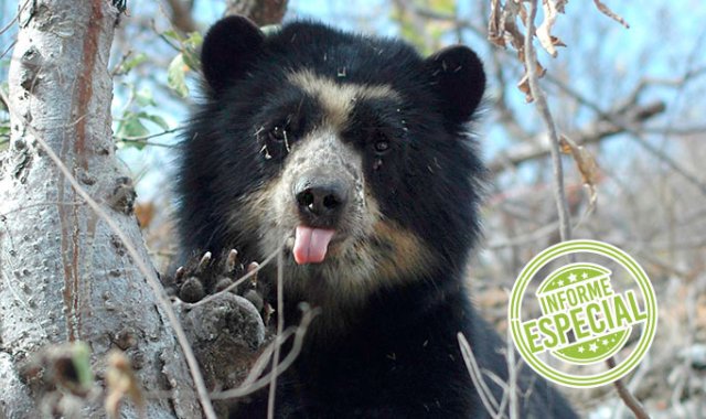 Las poblaciones de oso andino son de baja densidad. Su presencia en los bosques es importante desde el punto de vista biológico y cultural en Sudamérica. SBC Perú