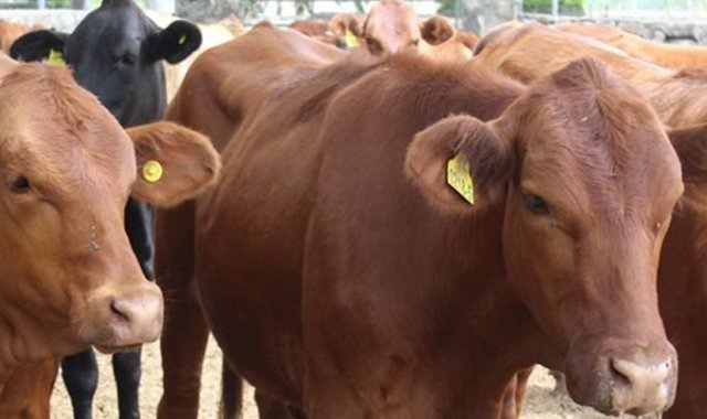 Las 80 reses que el Ejército de Venezuela incautó estaban en el sector El Maporal de ese país, según Juan Miguel Lázaro, presidente de la junta de acción comunal de la vereda Paso de los Ríos. Archivo