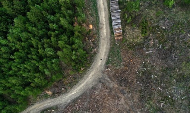 Abetos talados que sufren estrés por la sequía en el bosque cerca de Iserlohn, Alemania occidental, el 28 de abril de 2020. Colprensa.
