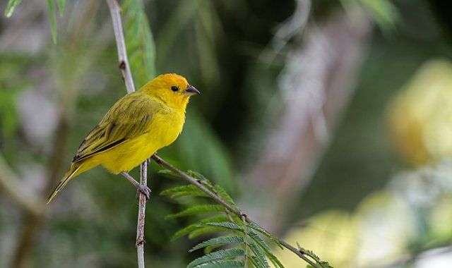 Los departamentos que más registraron avistamientos son Antioquia, Valle del Cauca, Meta y Caldas. Colprensa