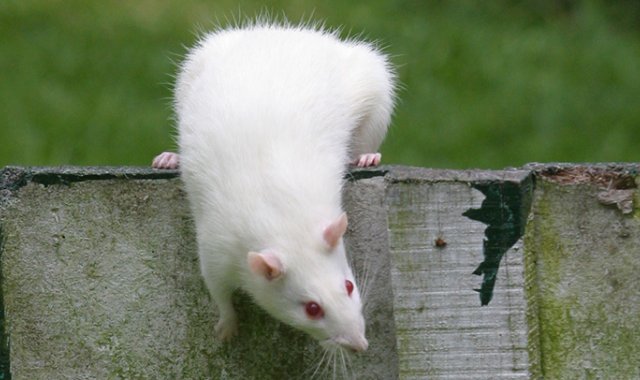 Ratones y Hámsteres. Colprensa