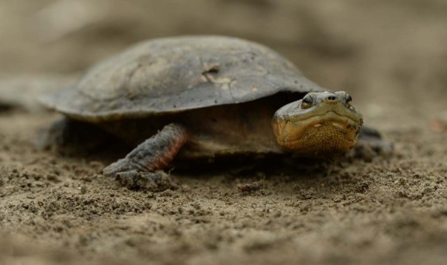 Foto: Pato Salcedo /WCS