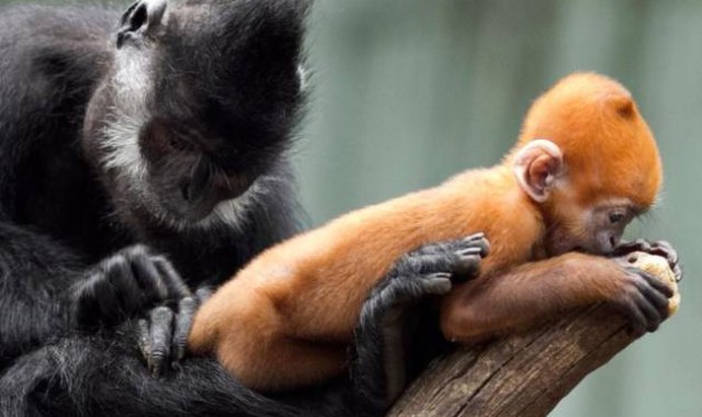 Los expertos pudieron influir sobre hacia qué objetivo miraba con más frecuencia el animal. Colprensa.