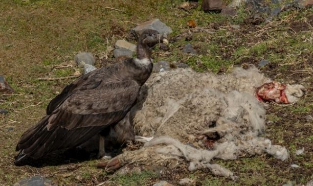 Foto: Rob Wallace/WCS