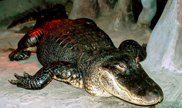 Esta fotografía publicada por el zoológico de Moscú muestra a 'Saturno', un caimán que sobrevivió a un bombardeo en el zoológico de Berlín en 1943. AFP
