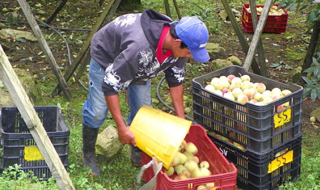 La plaga de la mosca del Mediterráneo afecta los cultivos frutales y causa grandes pérdidas a los productores. Archivo La Opinión