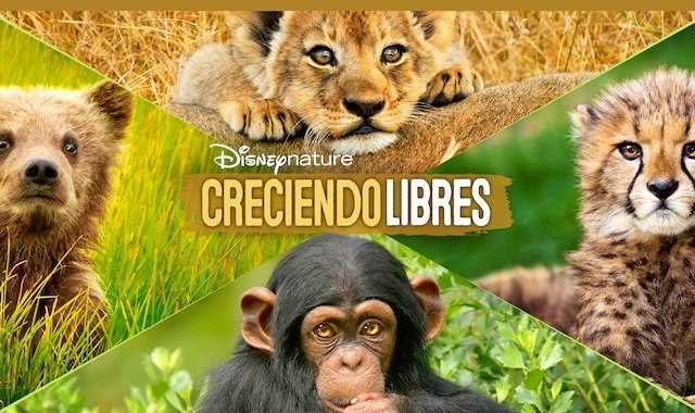 Canales de televisión y plataformas digitales preparan una programación especial que buscan generar conciencia. Colprensa.