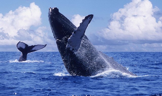 Ballenas jorobadas en Bahía Solano. Colprensa