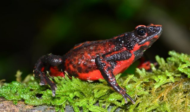 A partir de la generación de estrategias colectivas que apunten a la protección de los ecosistemas. Colprensa.
