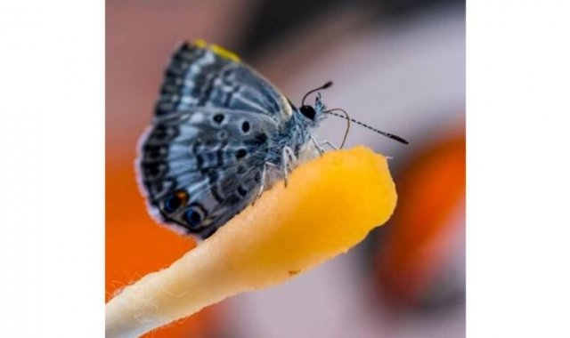 Fotografía cedida por el Museo de Historia Natural de Florida donde se muestra a una mariposa “Miami Blue” posada sobre un hisopo impregnado con la bebida Gatorade. Colprensa.