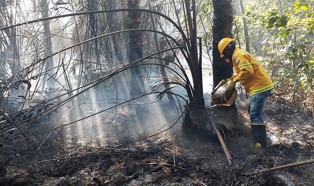 Bosque de Unguía, Chocó. Colprensa