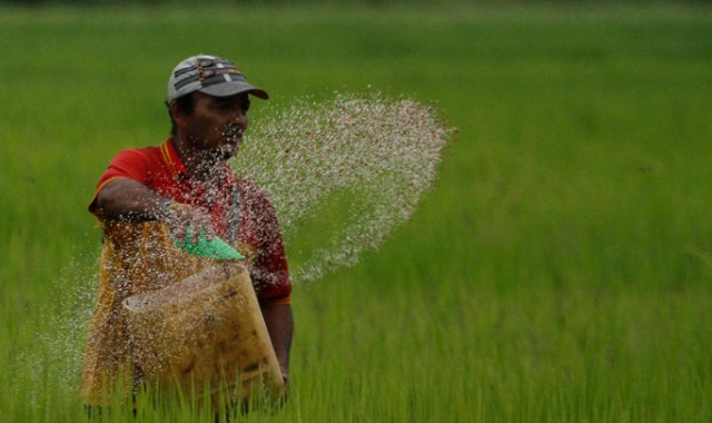 La llegada de las cosechas de los Llanos Orientales han disminuido los precios del arroz en el mercado. Una dinámica que se mantendrá durante todo el segundo semestre del año. Archivo
