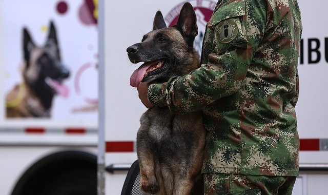Ambulancias para mejorar la atención veterinaria de los caninos que integran el Ejercito Nacional. Colprensa