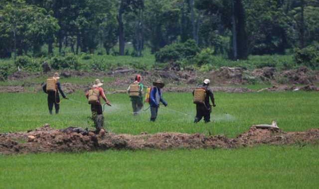 La entrega de la certificación en Buenas Prácticas Agrícolas para los productores se llevó a cabo en las instalaciones de la Federación Nacional de Arroceros (Fedearroz), en Cúcuta. Archivo