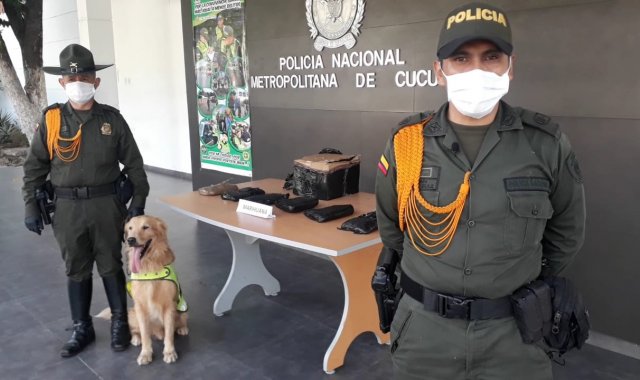 El policía canino ‘Líger’ detectó la marihuana cripy. Policía Nacional
