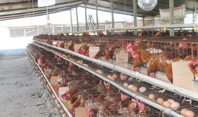 El proyecto fue construido con la organización Animals International. Archivo / La Opinión